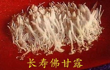 多杰羌佛